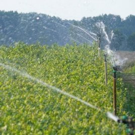 Vivero de plantas de bayas