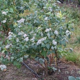 Vivero de plantas de bayas