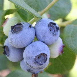 Vivero de plantas de bayas