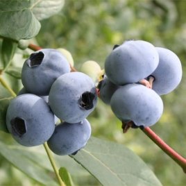 Vivero de plantas de bayas