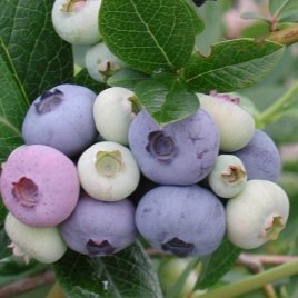 Vivero de plantas de bayas