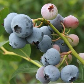 Vivero de plantas de bayas