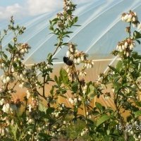 Vivero de plantas de bayas