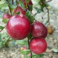 Vivero de plantas de bayas