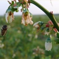 Vivero de plantas de bayas