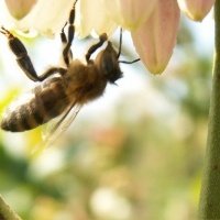 Vivero de plantas de bayas