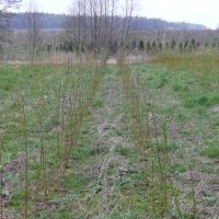 Vivero de plantas de bayas