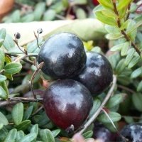 Vivero de plantas de bayas