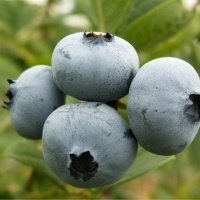 Vivero de plantas de bayas