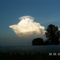 Vivero de plantas de bayas