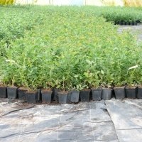 Vivero de plantas de bayas