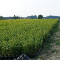 Vivero de plantas de bayas